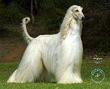 Afghan Hound 9J32D-21